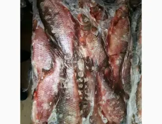 Зображення для оголошення Продам красноперку