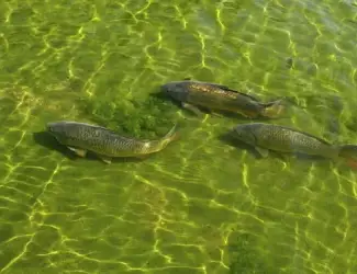 Зображення для оголошення Зарыбление водоемов