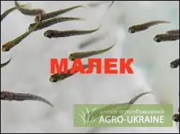 Зображення для оголошення Зарыбление мальком