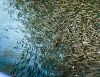 Зображення для оголошення Зариблення водойми личинкою