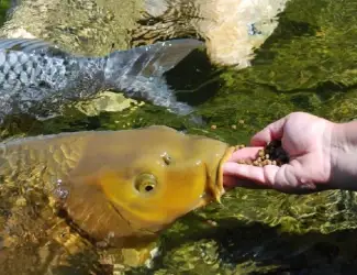 Зображення для оголошення Сезонное осеннее зарыбление водоемов карпом