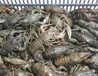 Зображення для оголошення Раки опт и розница