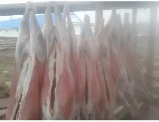 Зображення для оголошення Продам мясо ягнятины и баранины