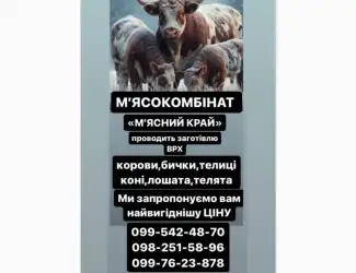 Зображення для оголошення Мʼясокомбінат «Мʼясний Край» Дорого Закуповує ВРХ
