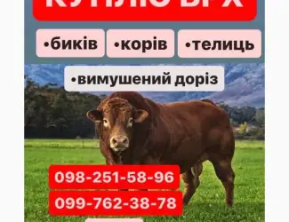 Зображення для оголошення Проводимо Заготівлю куплю Яловичину ВРХ