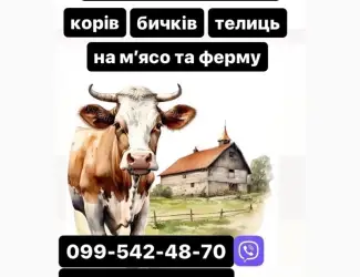 Зображення для оголошення Купляємо ВРХ