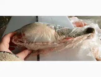 Зображення для оголошення Продам язик яловичий За запитом