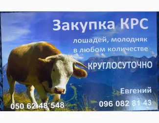 Зображення для оголошення ДОРОГО Корови на тримання та Мясо