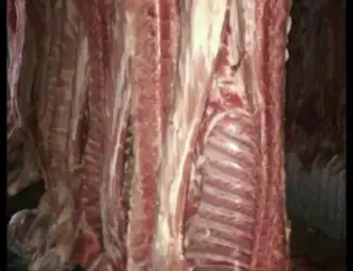 Зображення для оголошення Мясо полотуші Врх Свинина