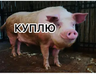 Зображення для оголошення Куплю відкорм