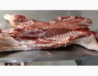 Зображення для оголошення Куплю напівтуші свинні