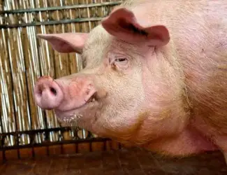 Зображення для оголошення Мясо свинины Одесса цена