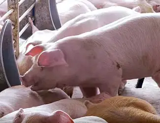 Зображення для оголошення Свиньи живым весом Одесса