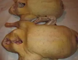 Зображення для оголошення Продам мясо. Индейка