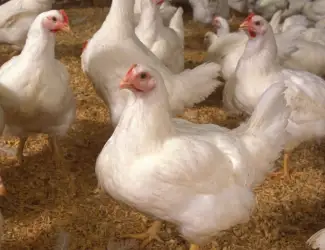 Зображення для оголошення Куплю бройлера живою вагою