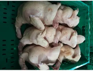 Зображення для оголошення Тушка курки ХАЛЯЛЬ