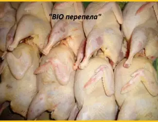 Зображення для оголошення Мясо перепела BIO оптом