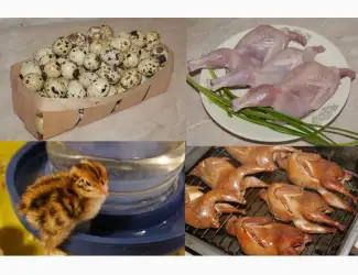 Зображення для оголошення Продам м'ясо перепела