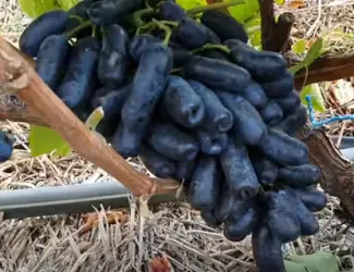 Зображення для оголошення Саженцы столового и винного винограда
