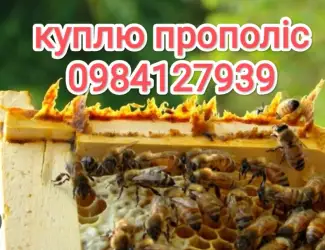 Зображення для оголошення Куплю прополіс
