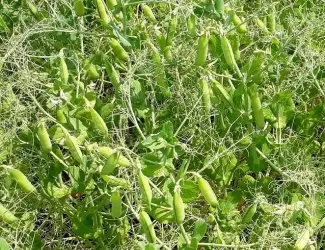 Зображення для оголошення Продам насіння жовтого гороху