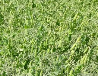 Зображення для оголошення Продам насіння гороху сорту Грегор 1-Р