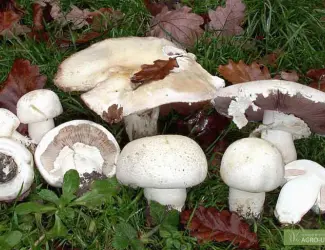 Зображення для оголошення Грибница шампиньона
