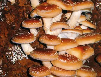 Зображення для оголошення Мицелий шиитаке