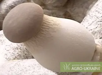 Зображення для оголошення Мицелий вешенки королевской