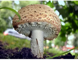Зображення для оголошення Семена августовского шампиньона недорого