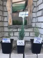 Зображення для оголошення Туя смарагд.ялівець Blue Chip. Blue Arrow.Limeglow. Gold Cone.Hibernica