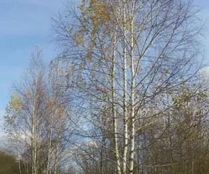 Зображення для оголошення Саженцы граба