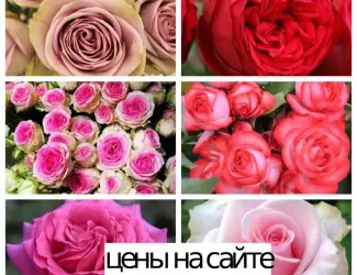 Зображення для оголошення Саженцы роз