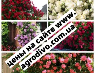 Зображення для оголошення Саженцы плетистых