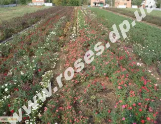 Зображення для оголошення Саженцы роз