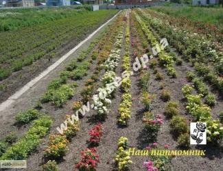 Зображення для оголошення Саженцы роз для озелененич участков: штамбовые