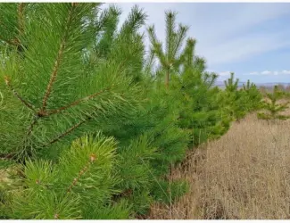 Зображення для оголошення Продам сосну новорічну оптом новогодние сосны ёлки сосна ялинка оптом