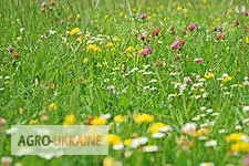Зображення для оголошення Насіння кормових трав оптом