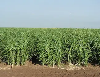 Зображення для оголошення Продам насіння Суданської трави "Дніпровська 54" 1р з ПДВ