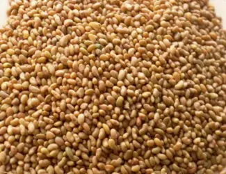 Зображення для оголошення Продам семена ЛЮЦЕРНЫ