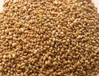 Зображення для оголошення Продам семена Люцерны мелким оптом