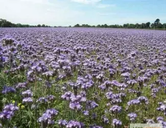 Зображення для оголошення Продам насіння фацелії