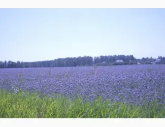 Зображення для оголошення Продам семена Фацелии