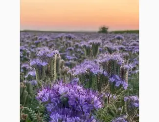 Зображення для оголошення Продам семена фацелии