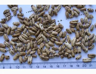 Зображення для оголошення Повітряний ячмінь висаджений 1кг Puffed barley