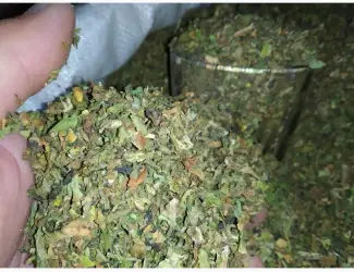 Зображення для оголошення Куплю лист з табака некондицію перетертий на решето з різних табакі в200 грн кг