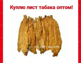 Зображення для оголошення Куплю лист тютюну   для сигарет 1 кг, только ОПТ ! По всій Україні