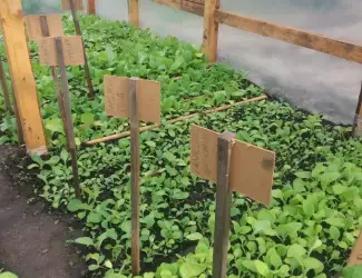 Зображення для оголошення Продам рассаду табака (2