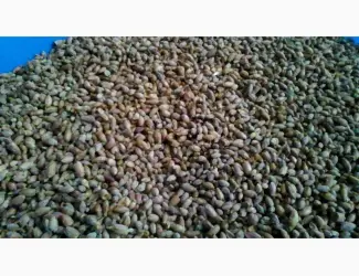 Зображення для оголошення Продам бруньки смородини