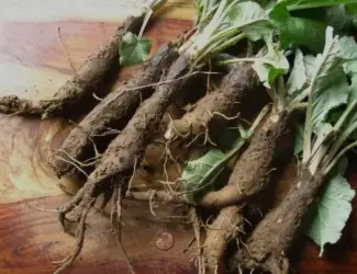 Зображення для оголошення Куплю корінь лопуха